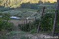 VBS_5603 - C'è un mare di velluto verde! E tu che sognavi di andare lontano... Quanta meraviglia, quì!